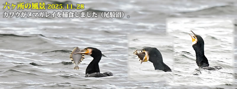 2025.11.28FJEk}KCߐH܂iojB@@iBeFˈWj