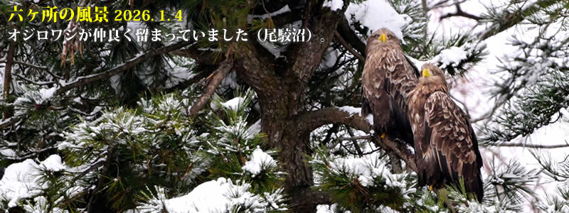 2026.01.04�F�I�W�����V�����ǂ����܂��Ă��܂����i���o���j�B�@�@�i�B�e�F��ˈ�W�j�B