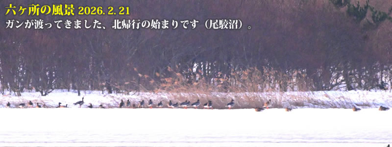 2026.02.21:ガンが渡ってきました、北帰行の始まりです(尾駮沼)。 (撮影:一戸一晃)