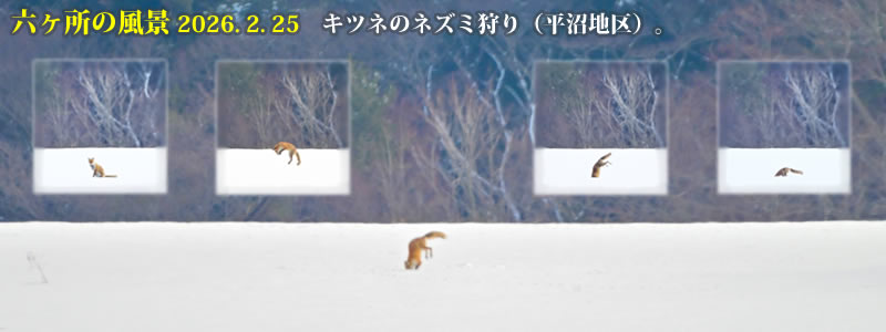2026.02.25:キツネのネズミ狩り(平沼地区)。 (撮影:一戸一晃)