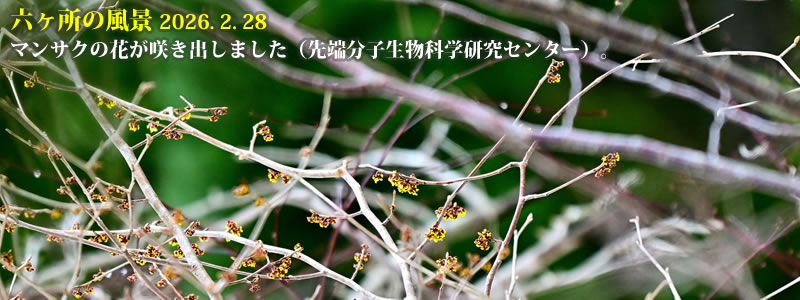 2026.02.28:マンサクの花が咲き出しました(先端分子生物科学研究センター)。 (撮影:一戸一晃)