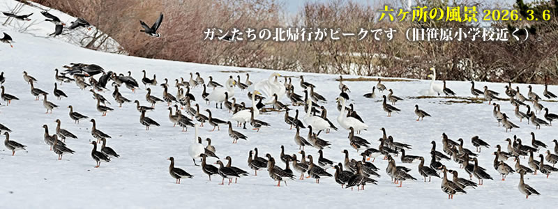 2026.03.06:ガンたちの北帰行がピークです(旧笹原小学校近く)。 (撮影:一戸一晃)