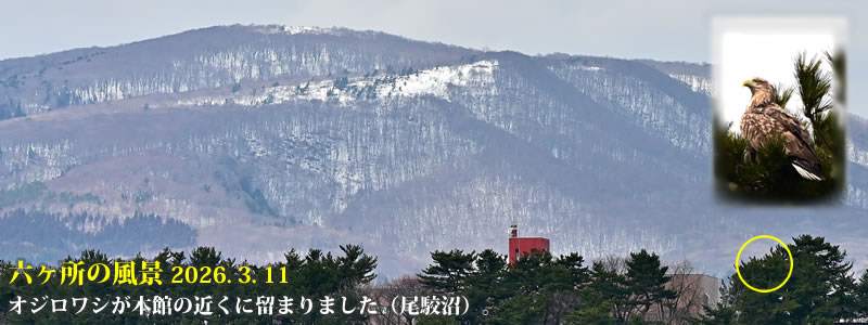 2026.03.11�F�I�W�����V���{�ق̋߂��ɗ��܂�܂����i���o���j�B�@�@�i�B�e�F��ˈ�W�j