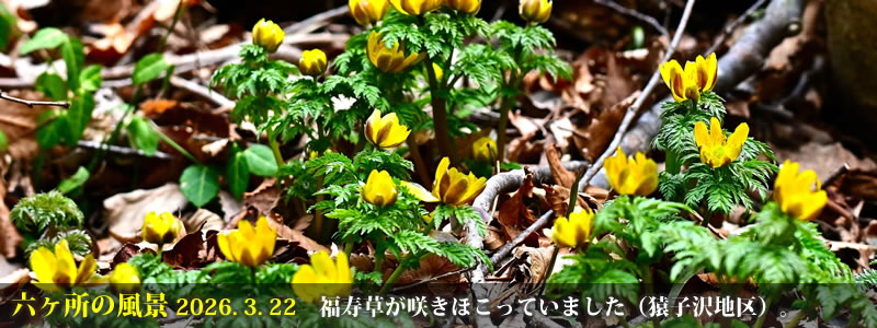 2026.03.22:福寿草が咲きほこっていました(猿子沢地区)。 (撮影:一戸一晃)