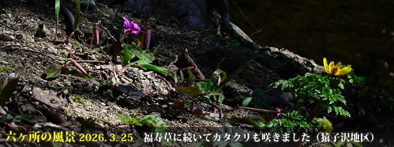 2026.03.25:福寿草に続いてカタクリも咲きました(猿子沢地区)。 (撮影:一戸一晃)