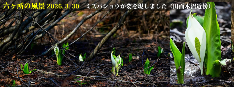 2026.03.30:ミズバショウが姿を現しました(田面木沼近傍)。 (撮影:一戸一晃)