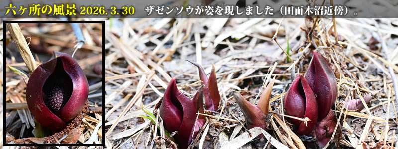 2026.03.30:ザゼンソウが姿を現しました(田面木沼近傍)。 (撮影:一戸一晃)