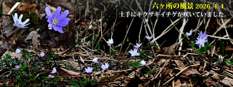 2026.04.04:土手にキクザキイチゲが咲いていました。 (撮影:一戸一晃)