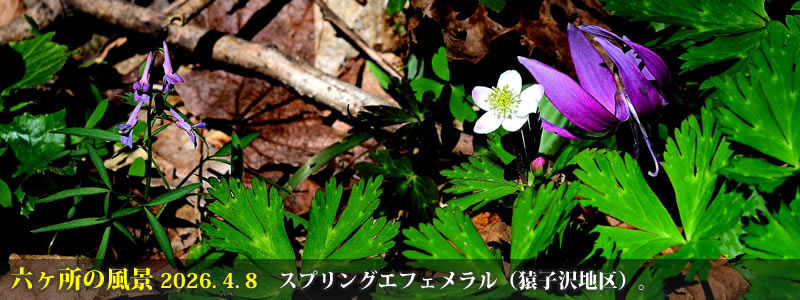 2026.04.08:スプリングエフェメラル(猿子沢地区)。 (撮影:一戸一晃)
