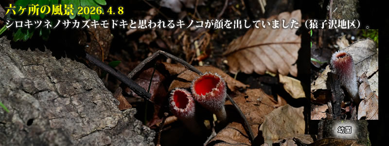2026.04.08:シロキツネノサカズキモドキと思われるキノコが顔を出していました(猿子沢地区)。 (撮影:一戸一晃)