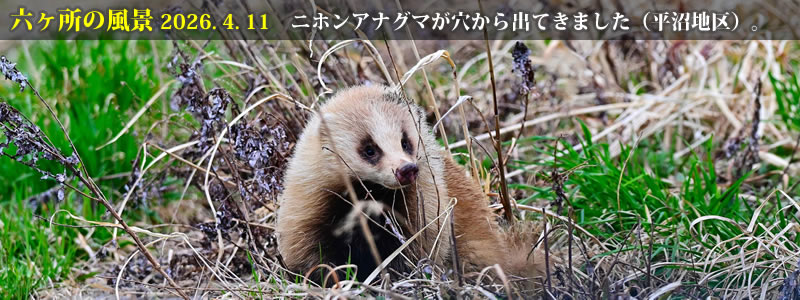 2026.04.11�F���{�A�i�O�}��������o�Ă��܂����i�����n��j�B�@�@�i�B�e�F��ˈ�W�j