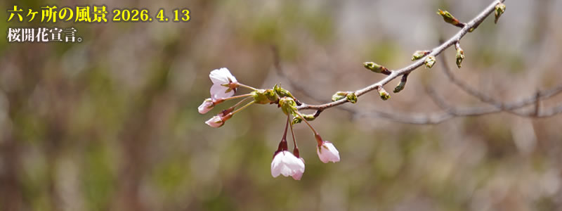 2026.04.13�F�������J�ԁB�@�@�i�B�e�F���c��l�j