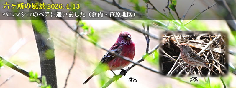 2026.04.13:オオマシコのペアに遇いました(倉内・笹原地区)。 (撮影:一戸一晃)