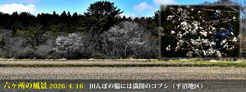 2026.04.16�F�c��ڂ̘e�ɂ͖��J�̃R�u�V�i�����n��j�B�@�@�i�B�e�F��ˈ�W�j