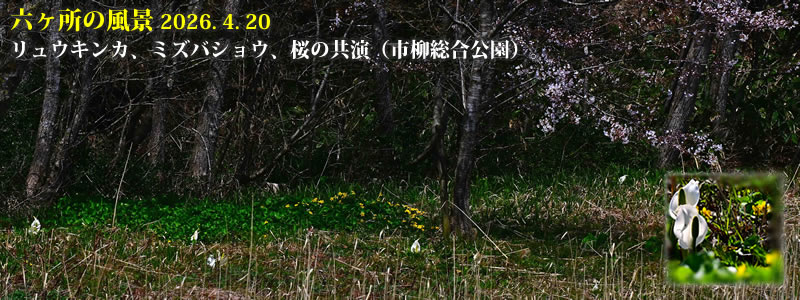 2026.04.20�F�����E�L���J�A�~�Y�o�V���E�A���̋����i�s�����������j�B�@�@�i�B�e�F��ˈ�W�j