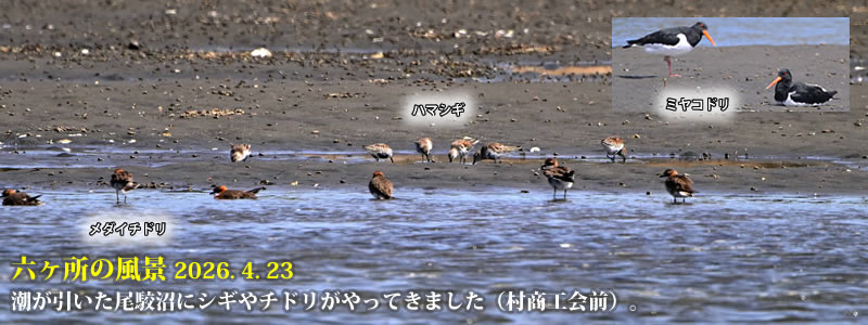 2026.04.24�F�������������o���ɃV�M��`�h��������Ă��܂����i�����H��O�j�B�@�@�i�B�e�F��ˈ�W�j