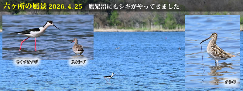 2026.04.25�F��ˏ��ɂ��V�M������Ă��܂����B�@�@�i�B�e�F��ˈ�W�j