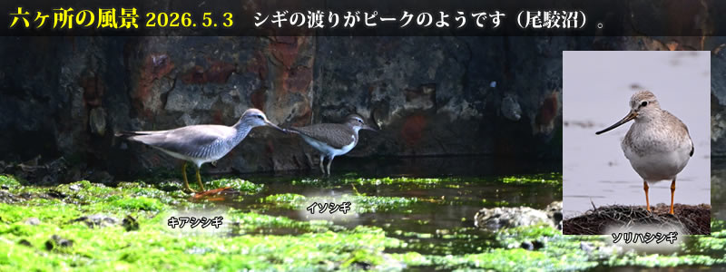 2026.05.03�F�V�M�̓n�肪�s�[�N�̂悤�ł��i���o���j�B�@�@�i�B�e�F��ˈ�W�j