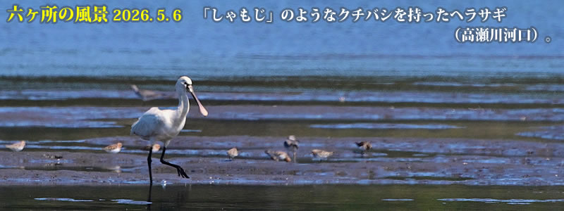 2026.05.06�F�u��������v�̂悤�ȃN�`�o�V���������w���T�M�i������͌��j�B�@�@�i�B�e�F��ˈ�W�j