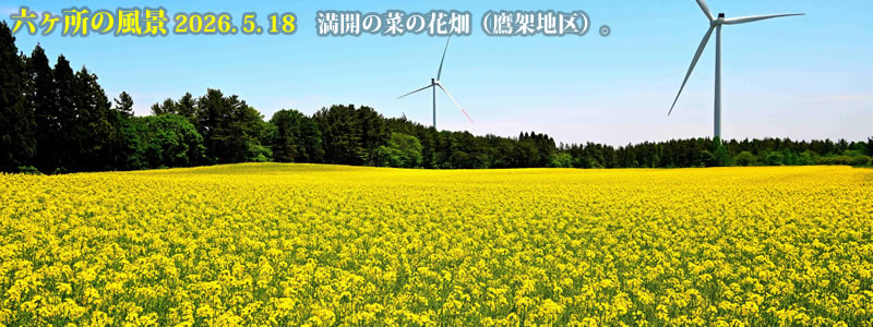2026.05.18�F���J�̍؂̉Ԕ��i��˒n��j�B�@�@�i�B�e�F��ˈ�W�j