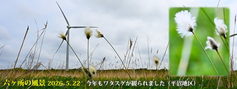 2026.05.22:今年もワタスゲが観られました(平沼地区)。 (撮影:一戸一晃)