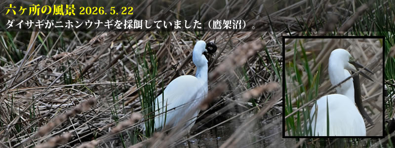2026.05.22:ダイサギが二ホンウナギを採餌していました(鷹架沼)。 (撮影:一戸一晃)