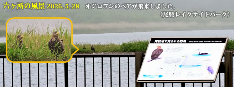 2026.05.28:オジロワシのペアが飛来しました(尾駮レイクサイドパーク)。 (撮影:一戸一晃)