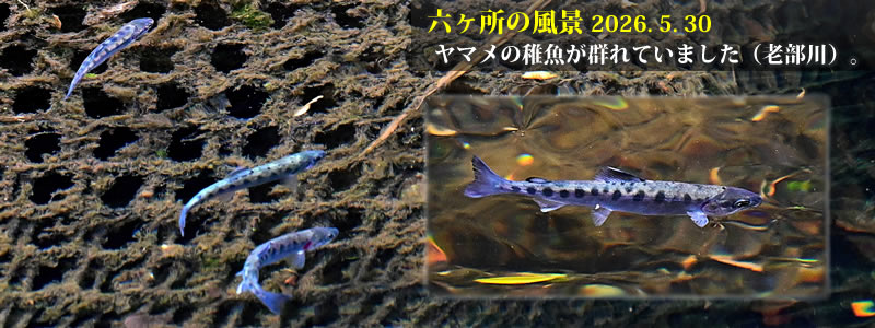 2026.05.30:ヤマメの稚魚が群れていました(老部川)。 (撮影:一戸一晃)
