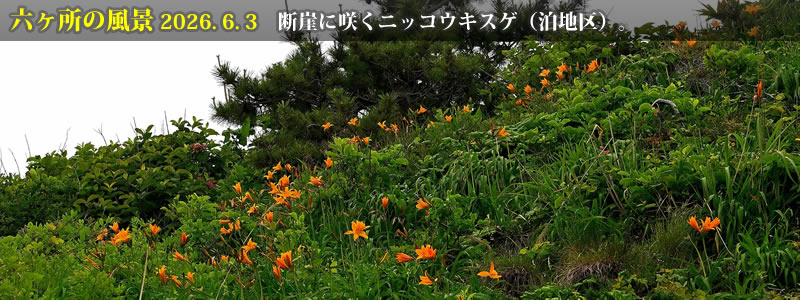 2026.06.03�F�f�R�ɍ炭�j�b�R�E�L�X�Q�i���n��j�B�@�@�i�B�e�F��ˈ�W�j