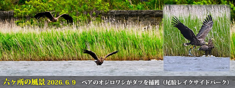 2026.06.09:ペアのオジロワシがダツを捕獲(尾駮レイクサイドパーク)。 (撮影:一戸一晃)