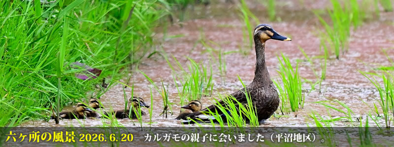 2026.06.20:カルガモの親子に会いました(平沼地区)。 (撮影:一戸一晃)