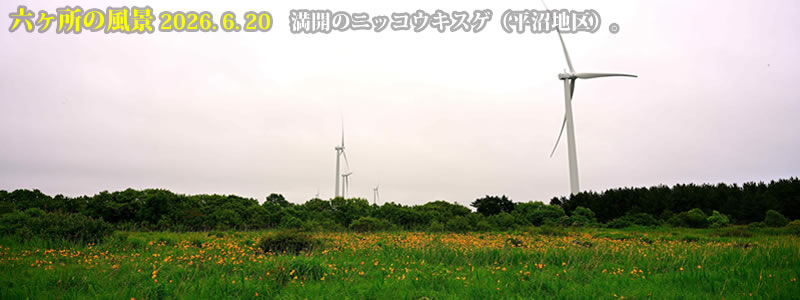 2026.06.20:満開のニッコウキスゲ(平沼地区)。 (撮影:一戸一晃)