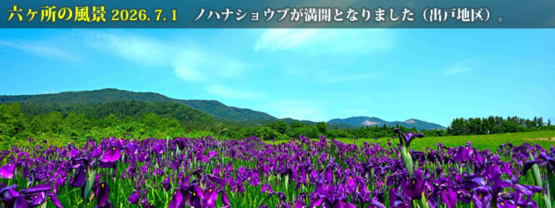 2026.07.01:ノハナショウブが満開となりました(出戸地区)。 (撮影:一戸一晃)