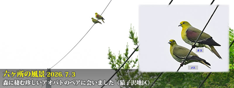 2026.07.03:森に棲む珍しいアオバトのペアに会いました(猿子沢地区)。 (撮影:一戸一晃)