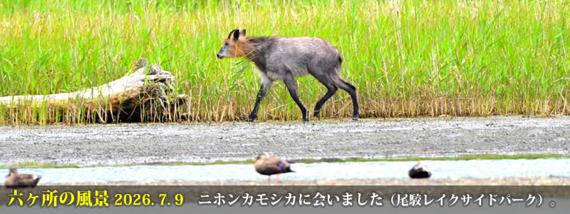 2026.07.09:ニホンカモシカに会いました(尾駮レイクサイドパーク)。 (撮影:一戸一晃)