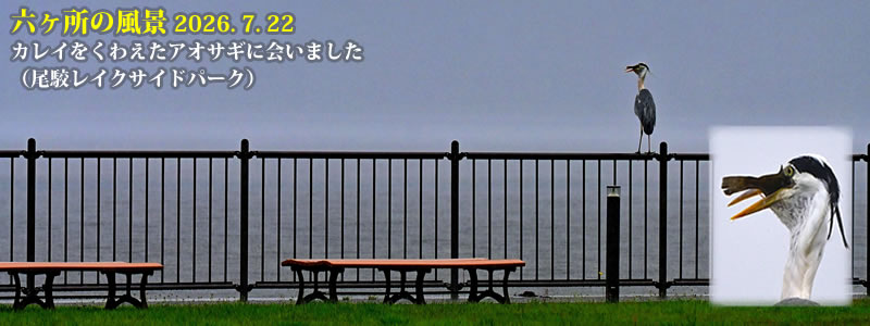 2026.07.09:カレイをくわえたアオサギに会いました(尾駮レイクサイドパーク)。 (撮影:一戸一晃)