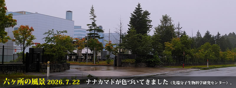 2026.07.30:ナナカマドが色づいてきました(先端分子生物科学研究センター)。 (撮影:一戸一晃)