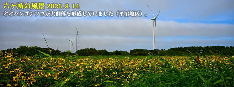 2026.08.14:オオハンゴンソウが大群落を形成していました(平沼地区)。 (撮影:一戸一晃)