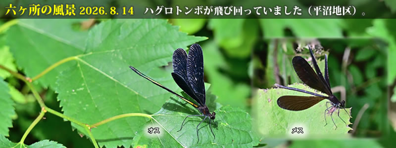 2026.08.14:ハグロトンボが飛び回っていました(平沼地区)。 (撮影:一戸一晃)