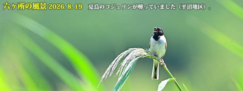 2026.08.19:夏鳥のコジュリンが囀っていました(平沼地区)。 (撮影:一戸一晃)