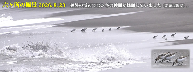 2026.08.23:処暑の浜辺ではシギの仲間が採餌していました(新納屋海岸)。 (撮影:一戸一晃)