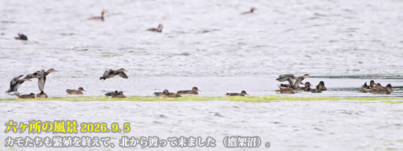 2026.09.05:カモたちも繁殖を終えて、北から渡って来ました (鷹架沼)。 (撮影:一戸一晃)