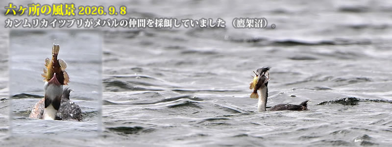 2026.09.08:カンムリカイツブリがメバルの仲間を採餌していました (鷹架沼)。 (撮影:一戸一晃)