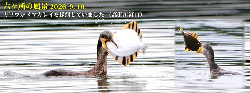 2026.09.10:カワウがヌマガレイを採餌していました (高瀬川河口)。 (撮影:一戸一晃)