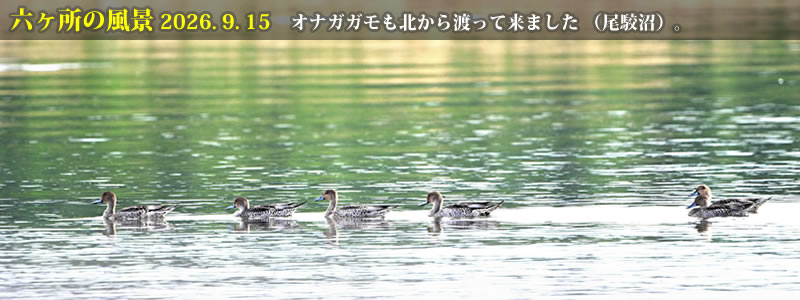 2026.09.15:オナガガモも北から渡って来ました (尾駮沼)。 (撮影:一戸一晃)