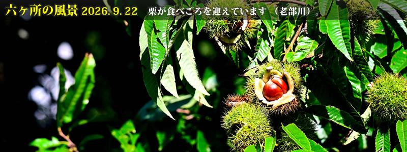 2026.09.22:栗が食べごろを迎えています (老部川)。 (撮影:一戸一晃)