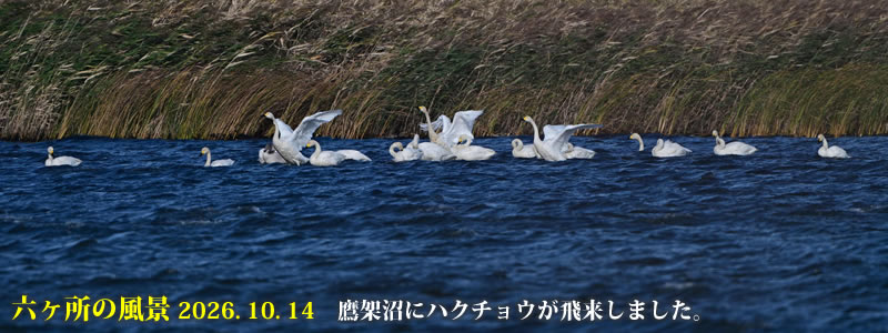 2026.10.14:鷹架沼にハクチョウが飛来しました。 (撮影:一戸一晃)
