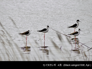 bird07: image 1 0f 6