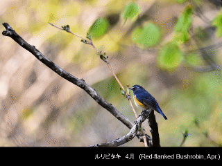 bird13: image 1 0f 6