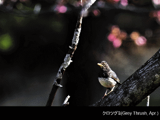 bird19: image 1 0f 6